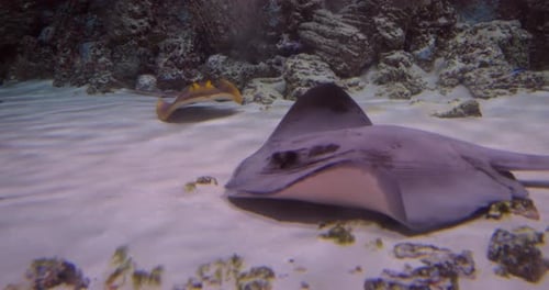 Graceful Stingrays Gliding in a Peaceful Underwater Scene