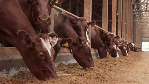 Vacas marrones y blancas comiendo