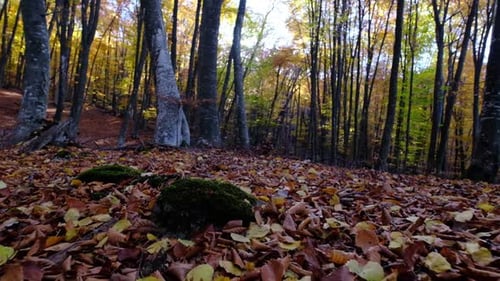Autumn Leaves Covering Forest Floor in Woodland