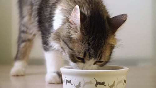 Beautiful Fluffy cat eats from the bowl. Feed the hungry kitten. The care of Pets. Close-up