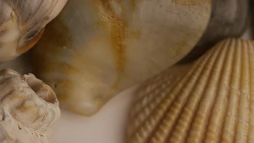 Rotierende Stock-Bildmaterial von Muscheln - SEA SHELLS 2014