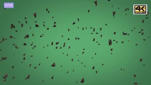 Bat Side 4K