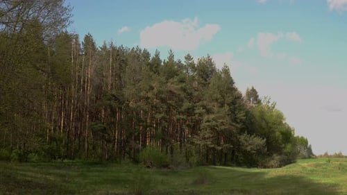 Summer Forest View