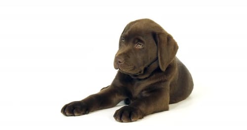 Brown Labrador Retriever, Puppy on White Background, Normandy, Slow Motion 4K