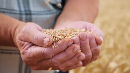 Farmer Holding Grains in Hands in Rural Setting
