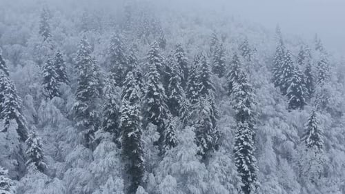 Aerial shot: spruce and pine winter forest completely covered by snow.