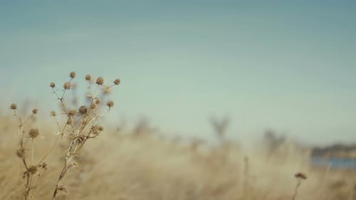 Nahaufnahme Trockenes Gras Natur Hintergrund