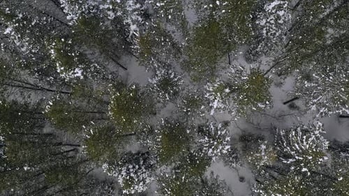 Rising aerial view of pine tree forest in winter