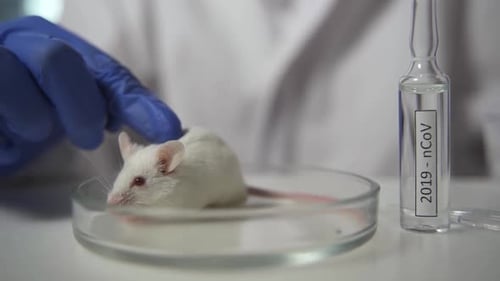 Mouse Research in Lab with Vaccine Ampule