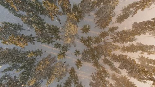 Blick von oben nach unten auf den Wald im Winter