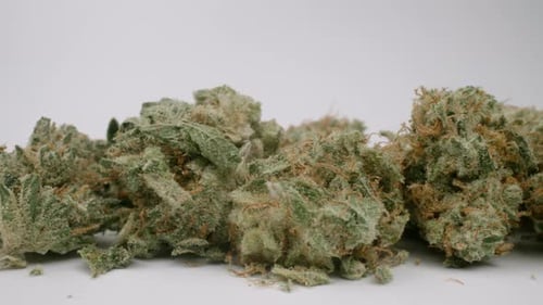 Close Up of Green Leafy Buds