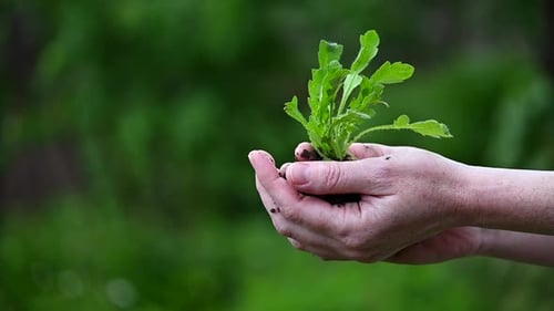 A Young Caucasian Woman Holds a Little Plant. Close-up of Female's Hands