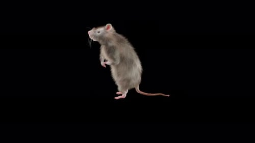 Gray Rat Standing and Sniffing on Black Background
