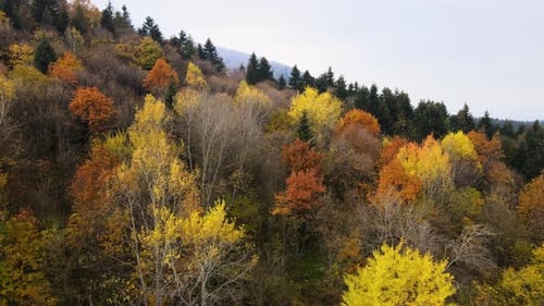 Aerial view of dense green pine forest with canopies of spruce trees and colorful lush foliage