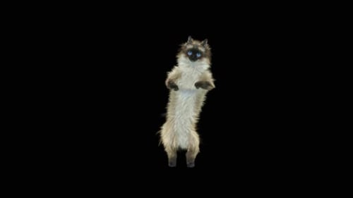 Katze tanzt HD