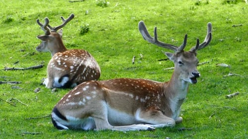 Spotted Deer Resting on Green Meadow