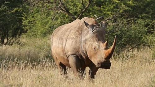 Breitmaulnashorn im natürlichen Lebensraum