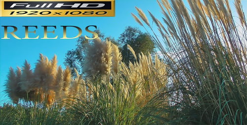 Reeds - Nature - Full HD 2