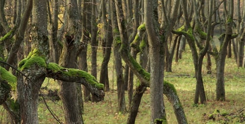 Verlassener Park