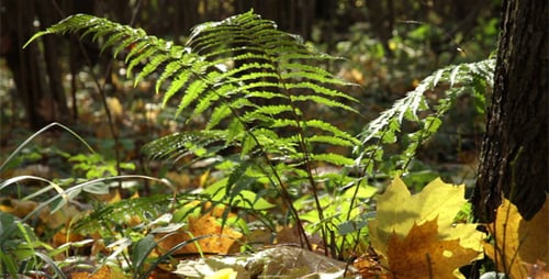 Branch Of A Fern Sways In The Wind
