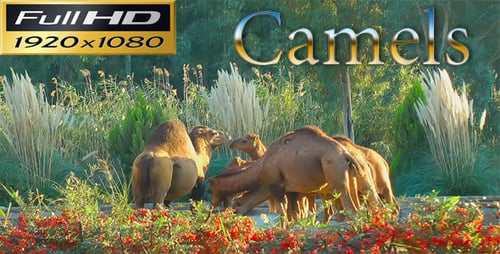 Kamele im Zoopark - Natur FULL HD
