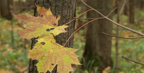 Maple Branch With Yellow Leaves