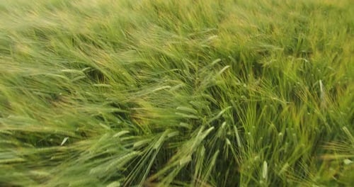 Movement Through A Field Of Young Wheat