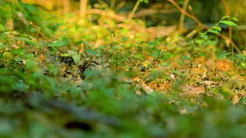 Sonnenuntergang im Wald - Nahaufnahme Frühherbst