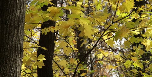 Autumn Forest In A Windy Day