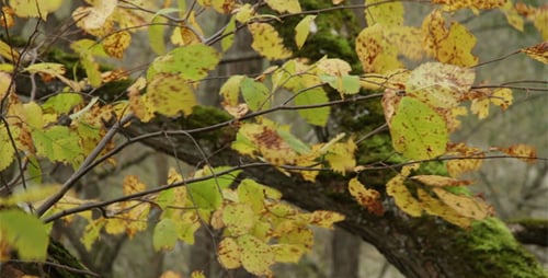 Herbsttag im schattigen Wald