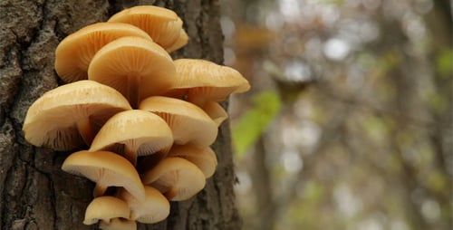 Mushrooms Growing on a Tree Trunk in Forest