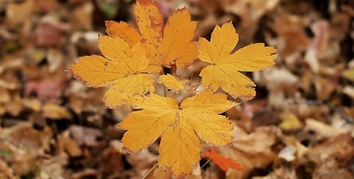 Autumn Leaves Rustling In The Wind 17