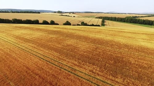 Drone Shot of Golden Wheat Field Landscape