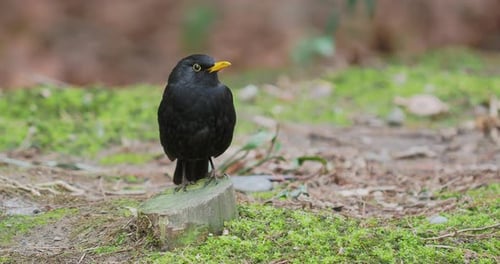 Mirlo común o Turdus Merula en busca de alimento en la hierba
