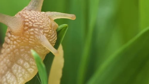 Snail Crawls Along Green Grass