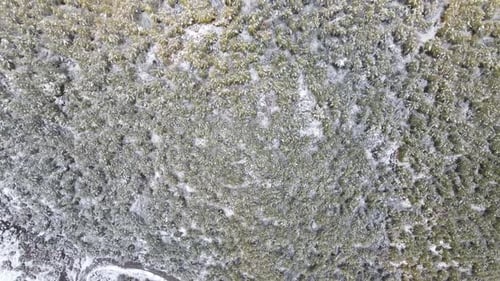Winter Forest