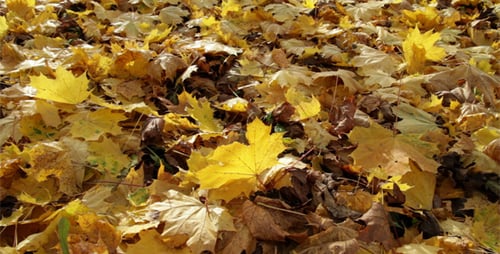 Blätter im Herbst