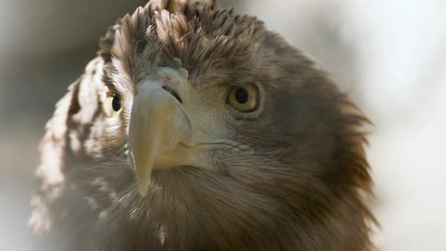 Nahaufnahme von Golden Eagle