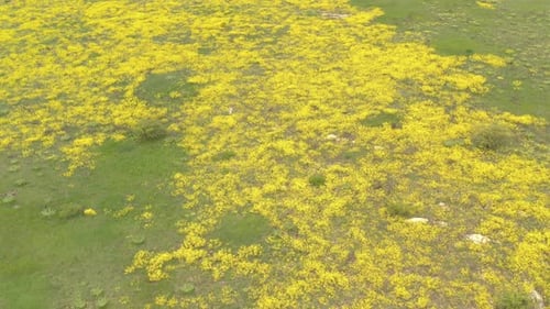 Fleur printanière Panier d'or Alyssum Aurinia saxatilis sur le terrain Images d'un Drone 4K