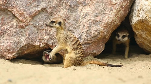 Erdmännchen