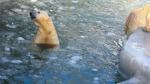 Polar Bears