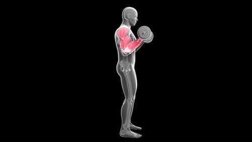3D Human Anatomy Bicep Curl Exercise Animation