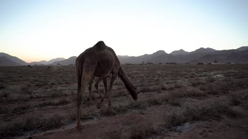 Ein braunes Pelzkamel frisst Gras vor dem Hintergrund der Abendsonne