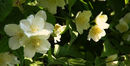 Jasmine Flowers - HD Loop