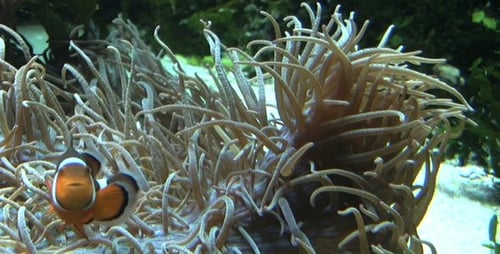 Clown Fishes - Pack 5