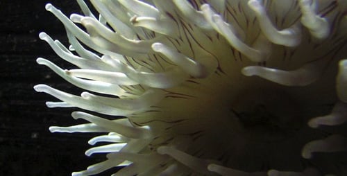 Dancing Anemones - Pack 4