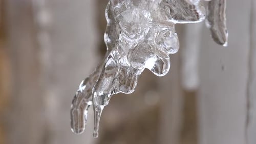 Close-up of Melting Icicle with Dripping Water
