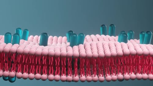 Scientific Animation of Cell Membrane Phospholipid Bilayer