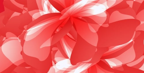 Pink Peonies - HD Loop