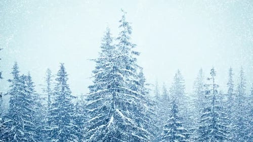 Snowfall Winter Forest Soft Snowy Christmas Morning Falling Snow